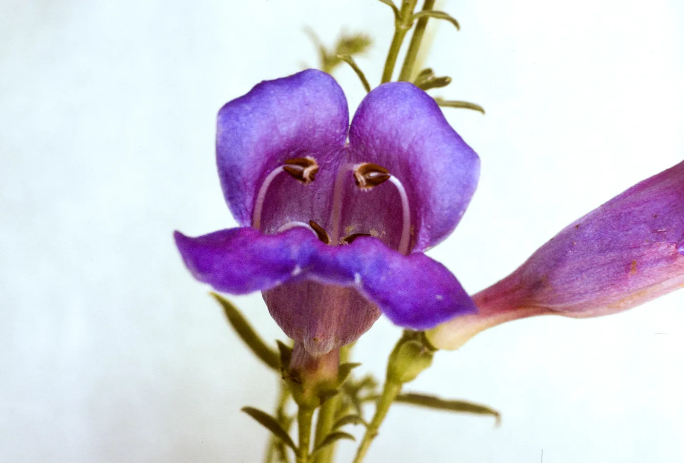 Penstemon heterophyllus