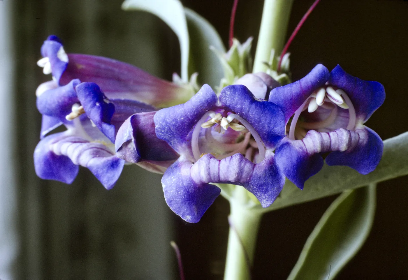 Penstemon speciosus
