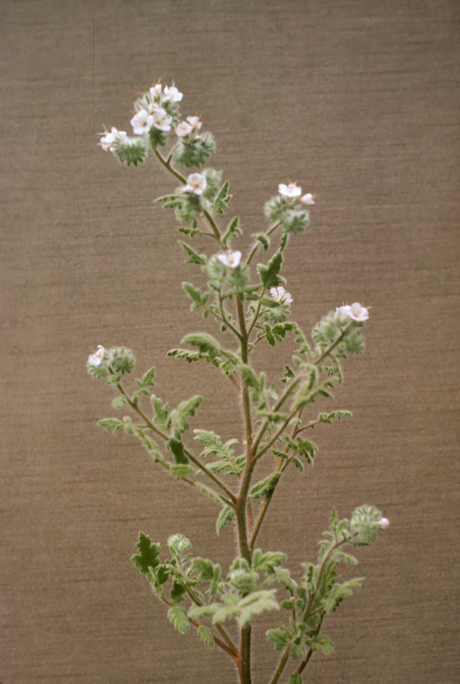 Phacelia cicutaria var. hispida