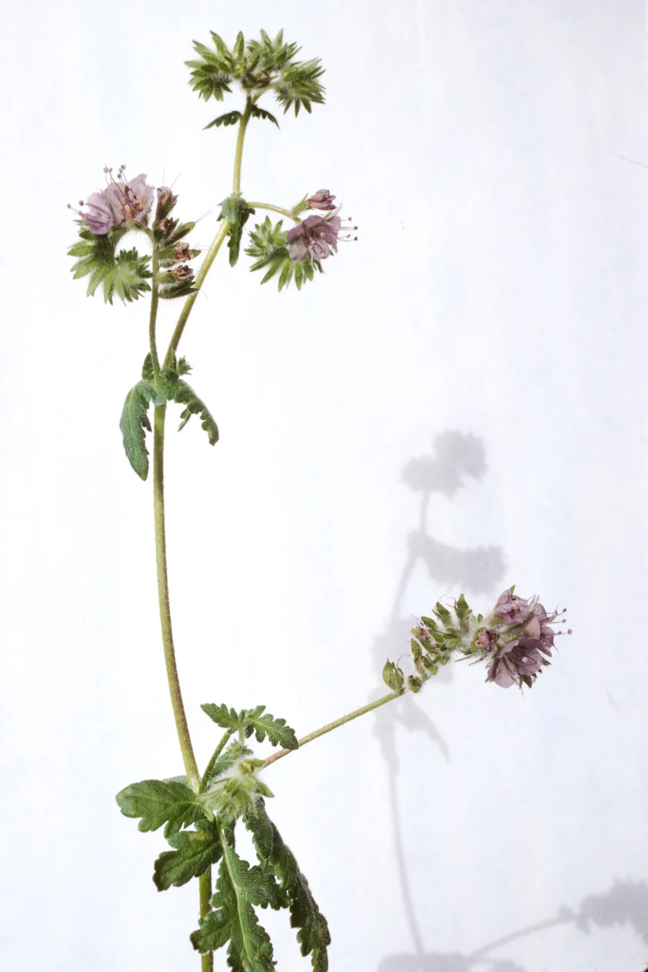 Phacelia distans