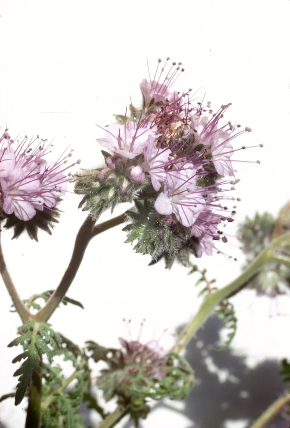 Phacelia tanacetifolia