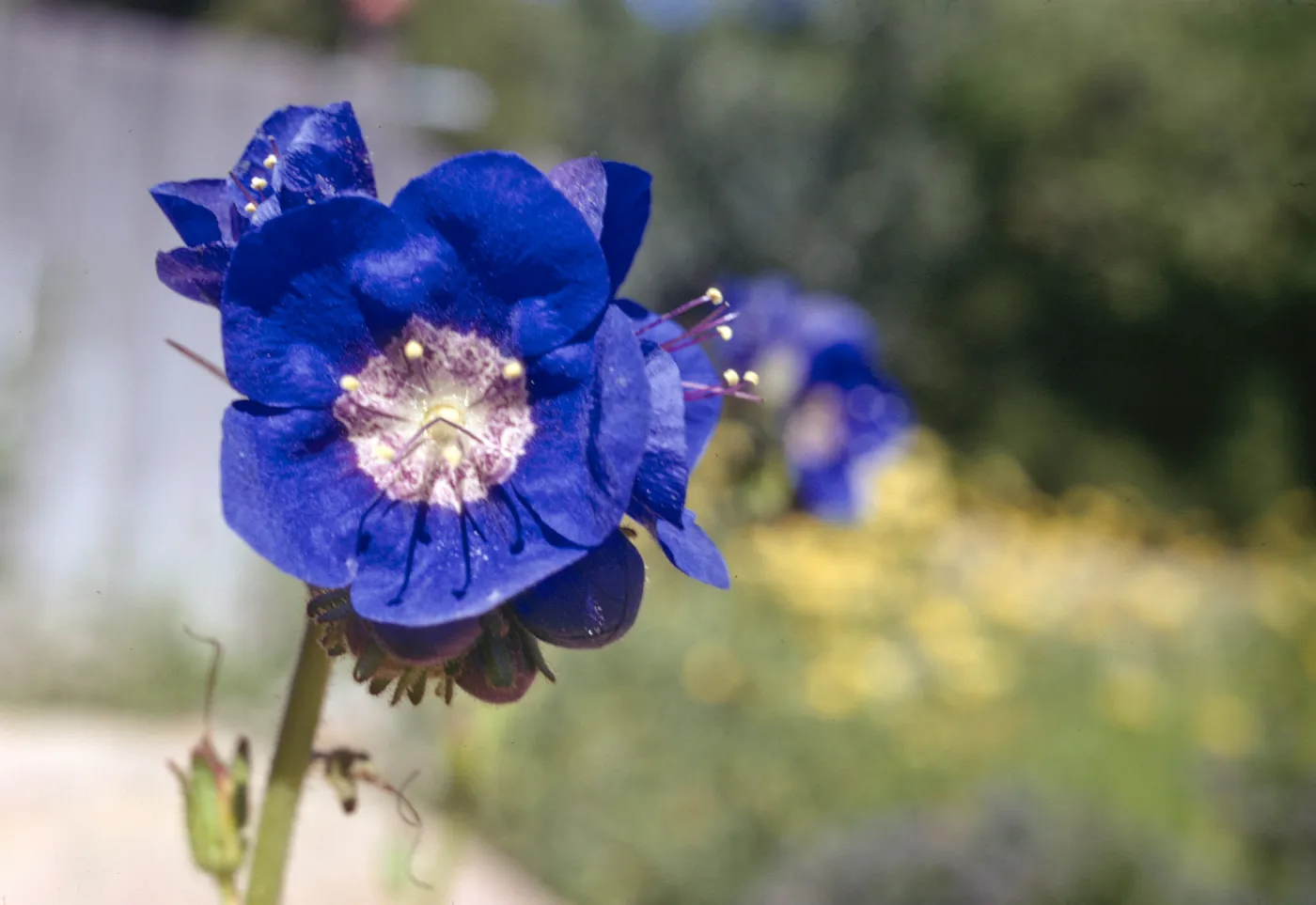 Phacelia longipes (Blue Flowered Form)
