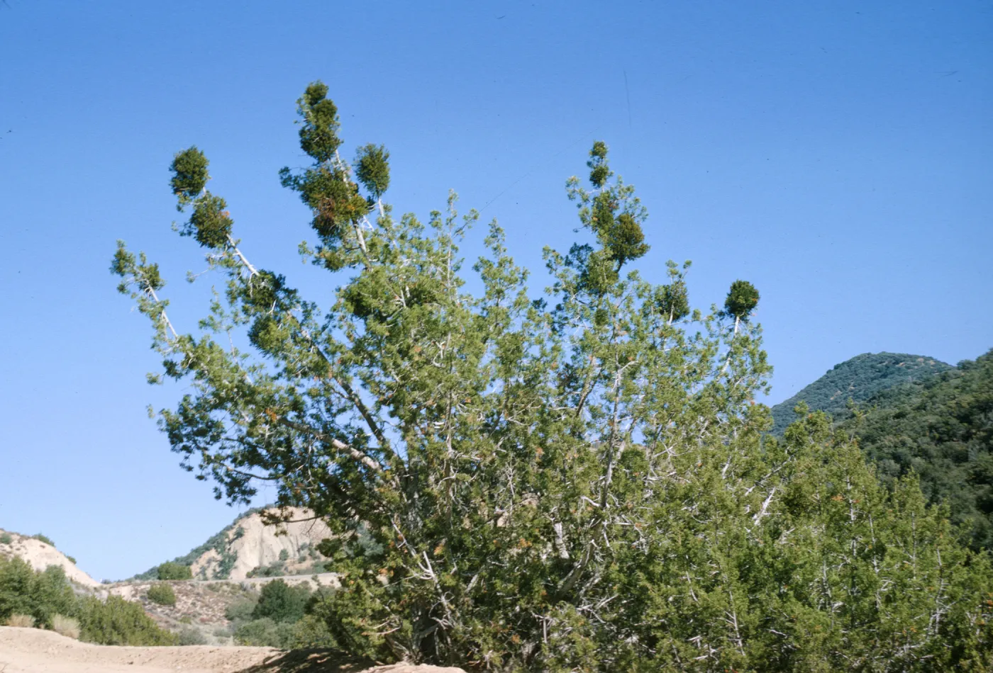 Phoradendron densum on Juniperus californica