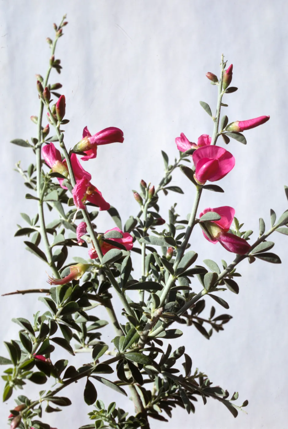 Pickeringia montana