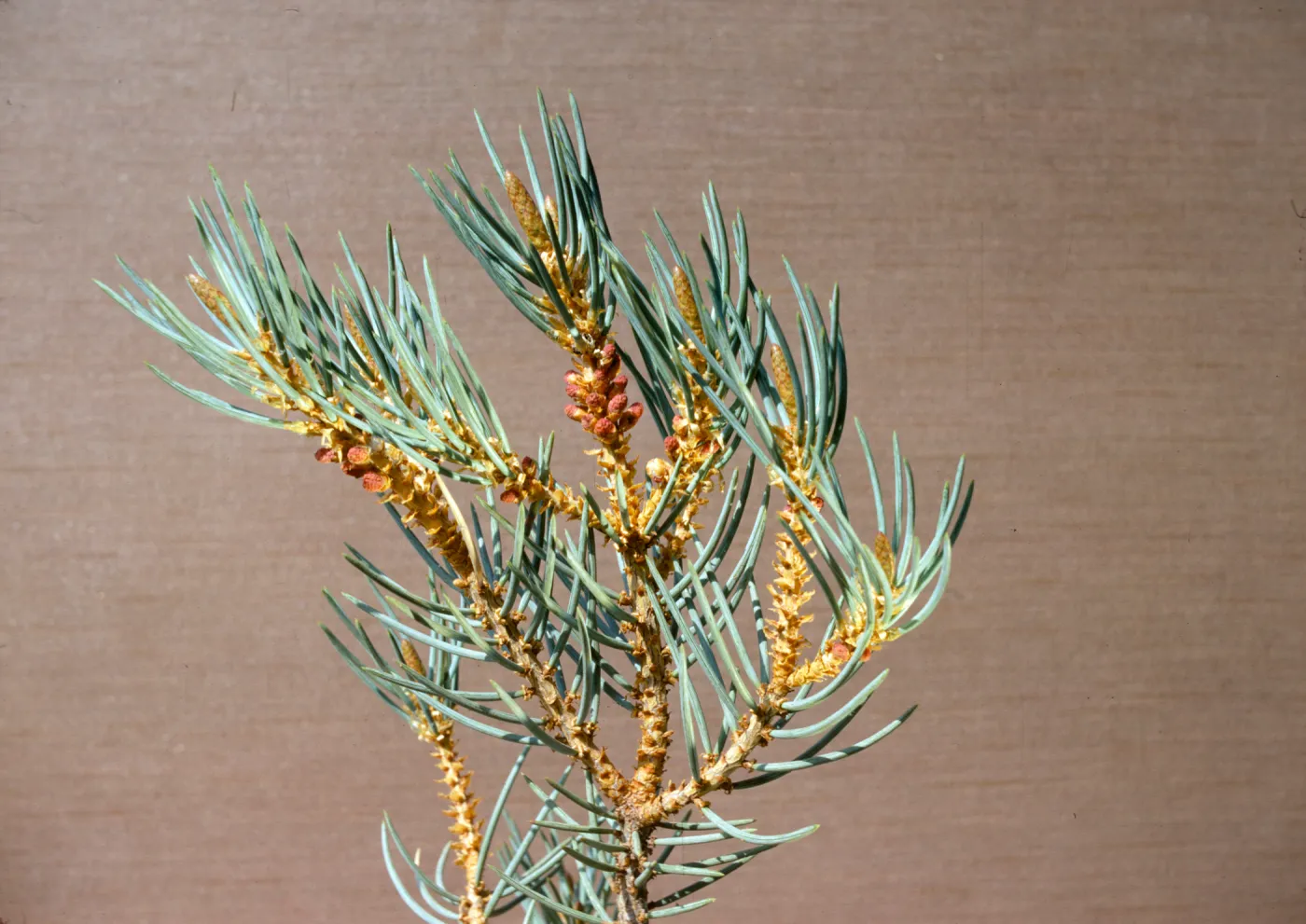 Pinus monophylla