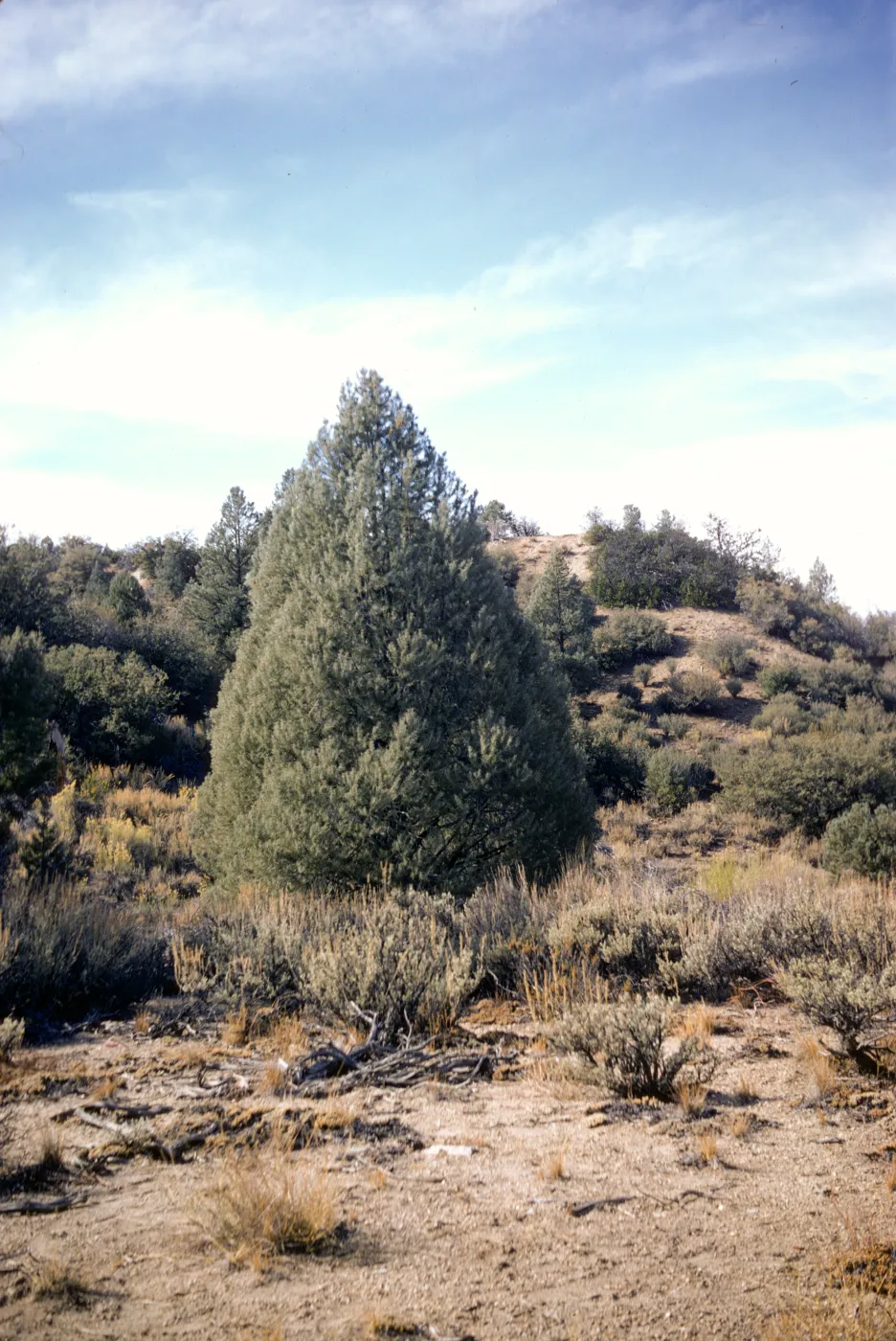 Pinus monophylla