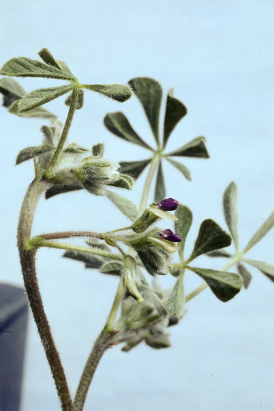 Psoralea californica