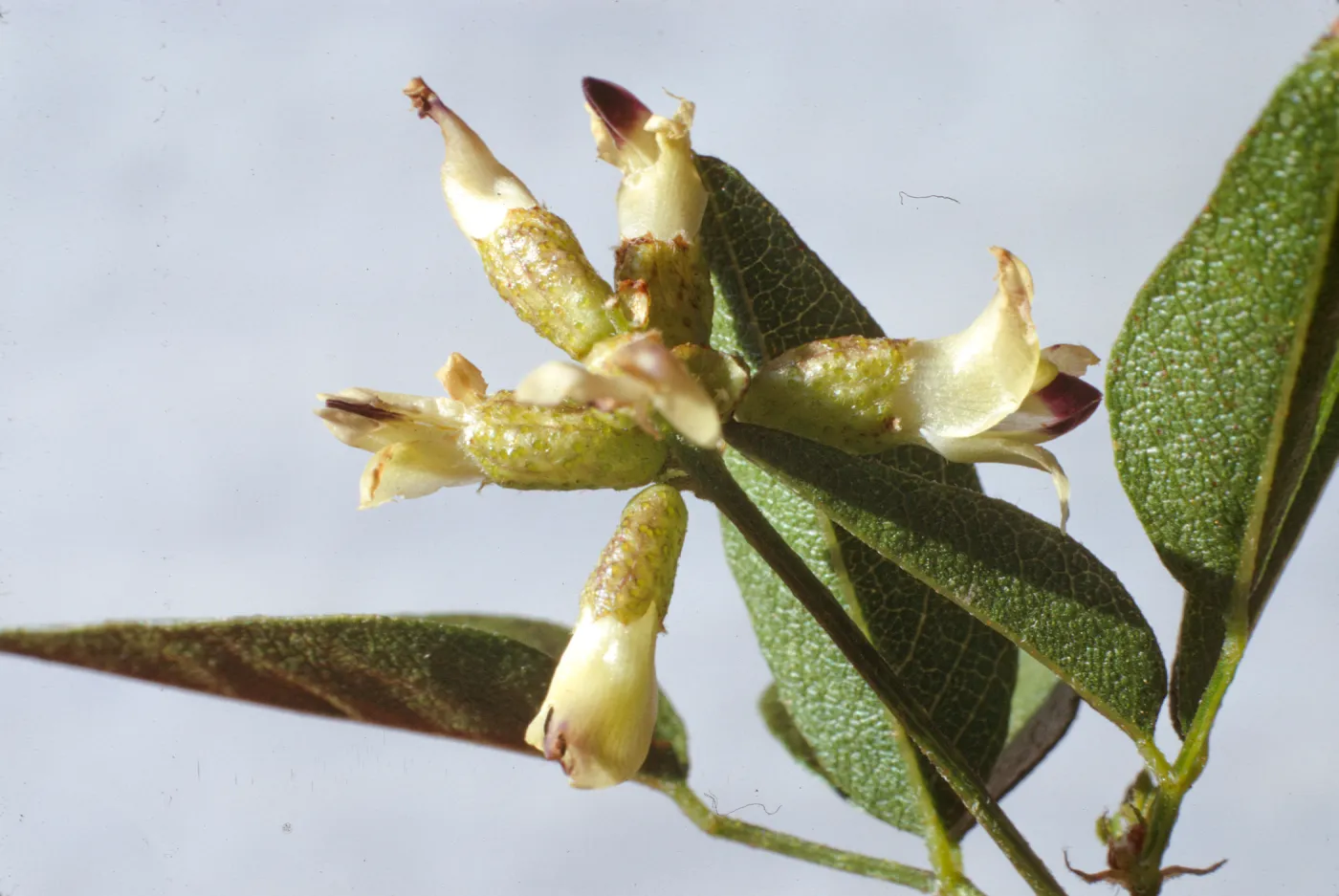 Psoralea physodes