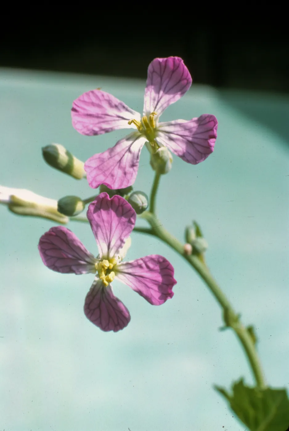 Raphanus sativus