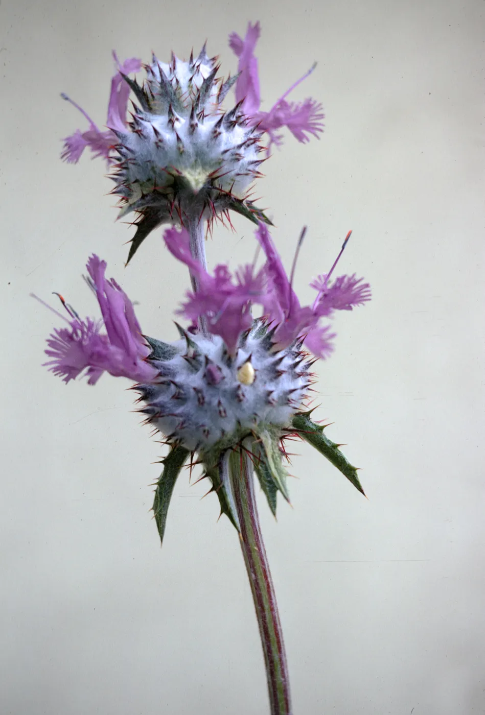 Salvia carduacea (thistle Sage)