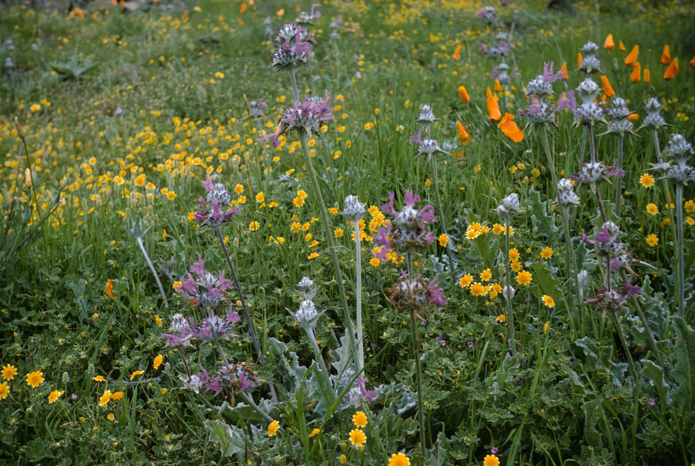 Salvia (sage) carduacea, Baeria (Lasthenia) and Chaenactis + California Poppy