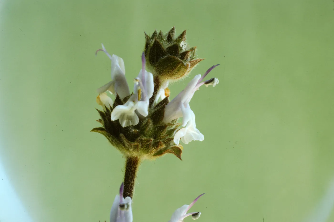 Salvia mellifera (Black Sage)