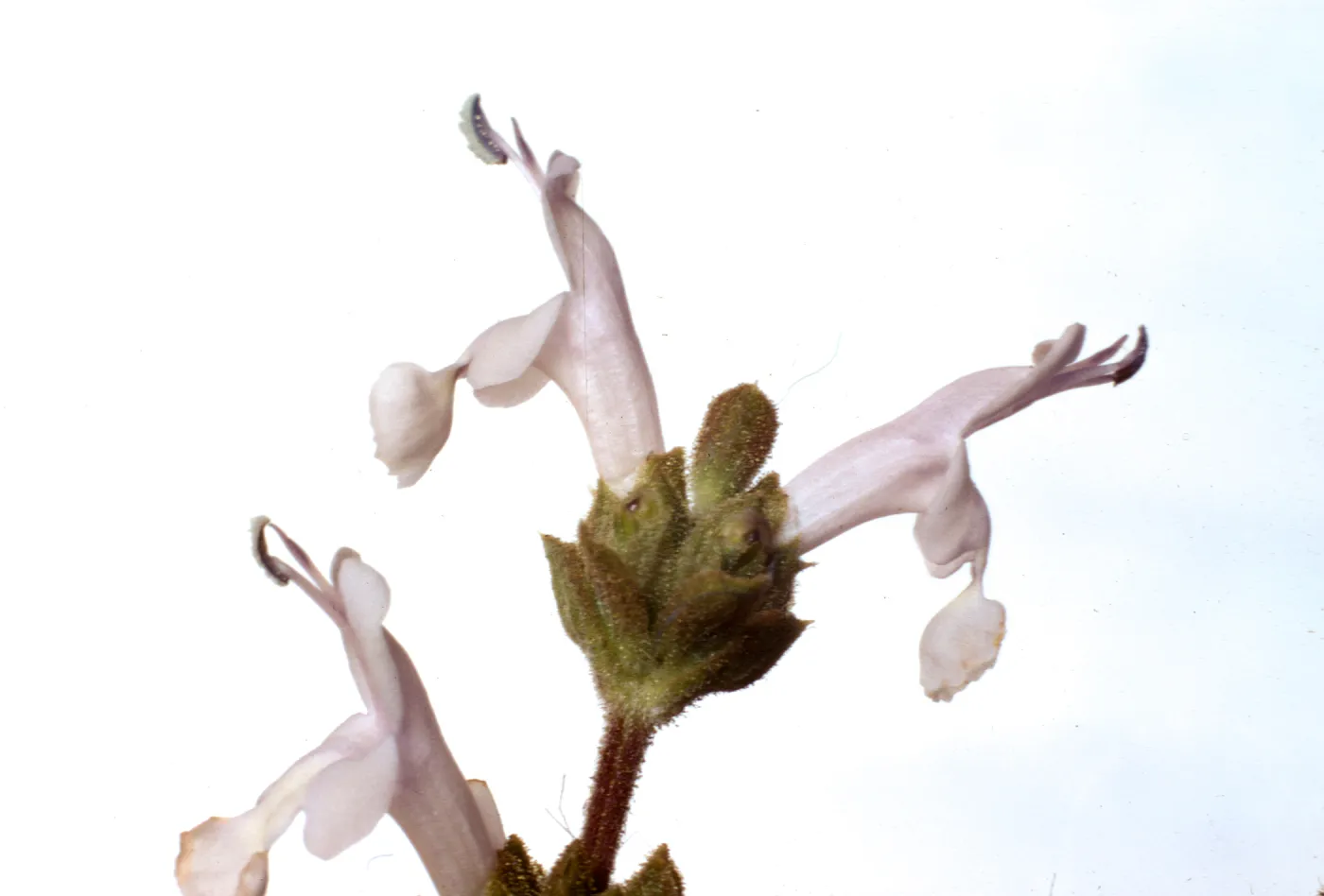 Salvia mellifera (Black Sage)