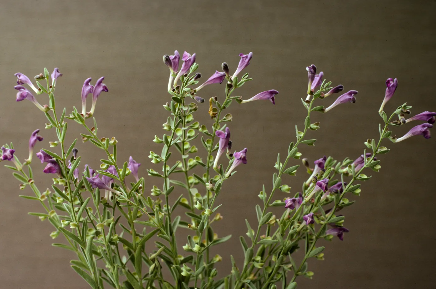 Scutellaria austiniae