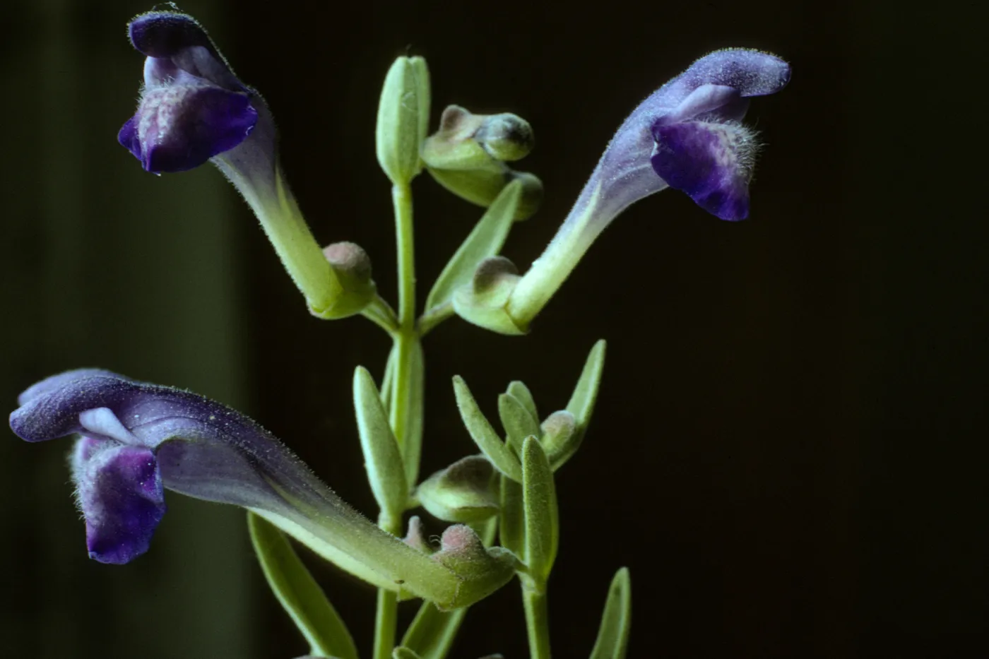Scutellaria austiniae