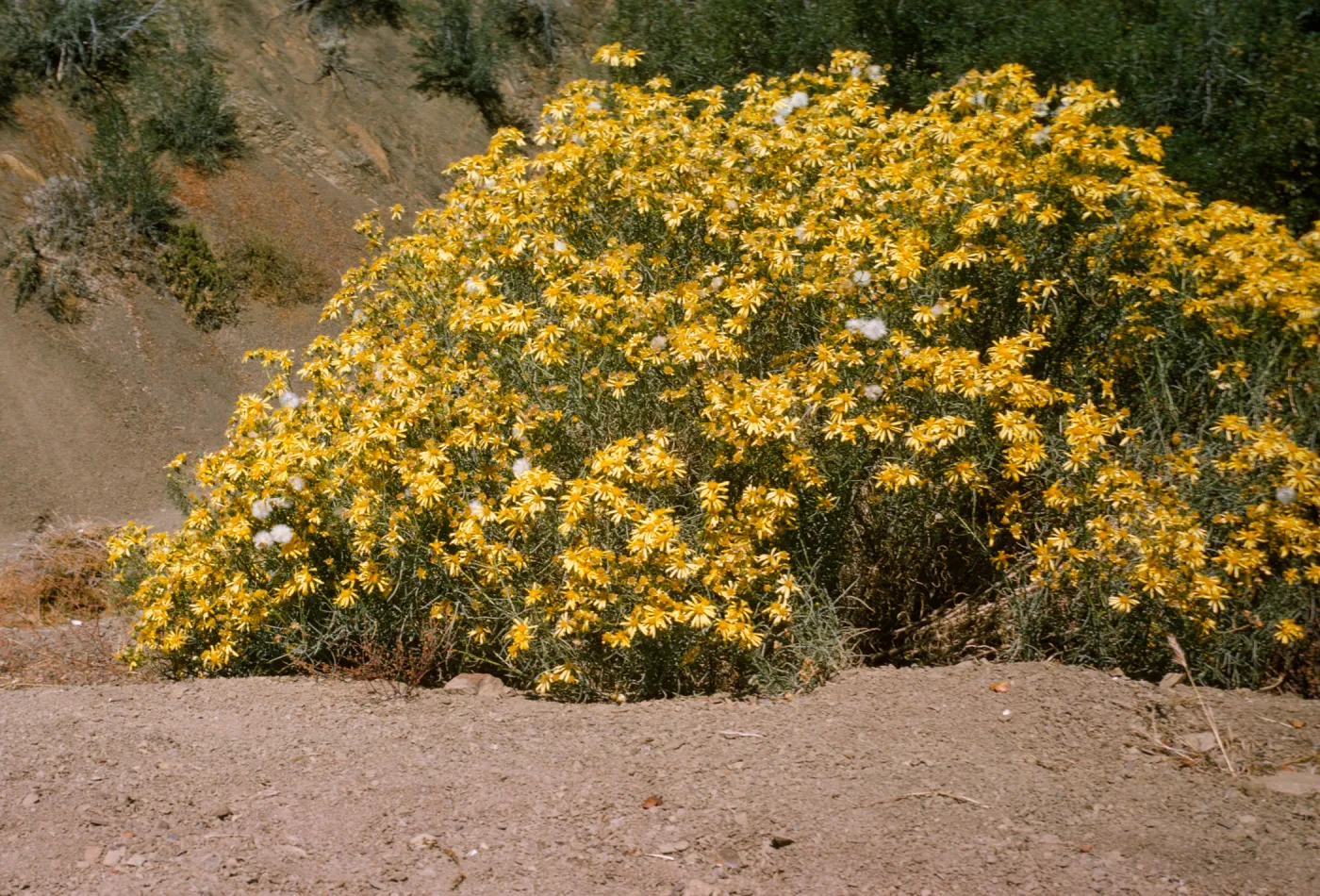 Senecio douglasii