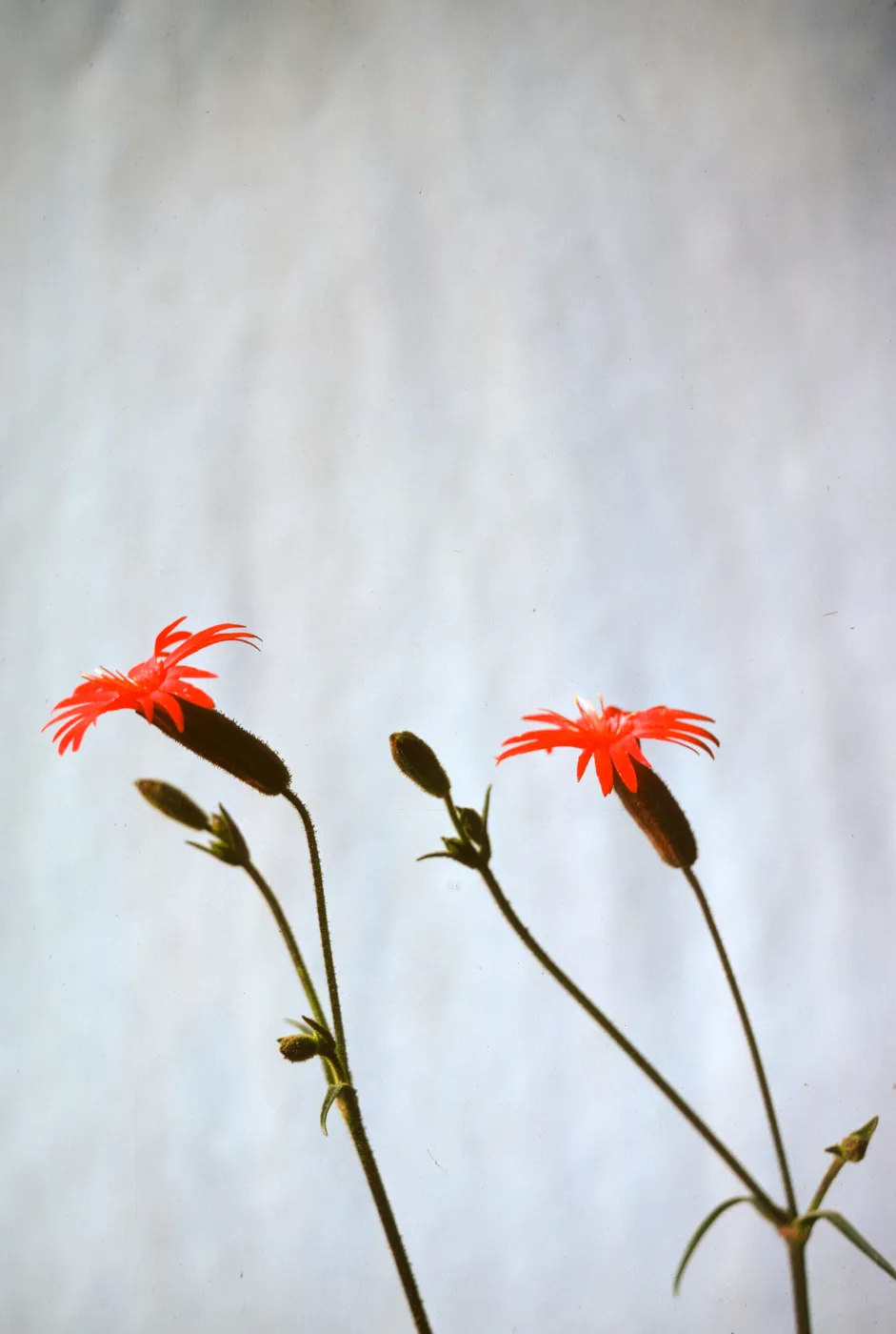 Silene laciniata ssp. major