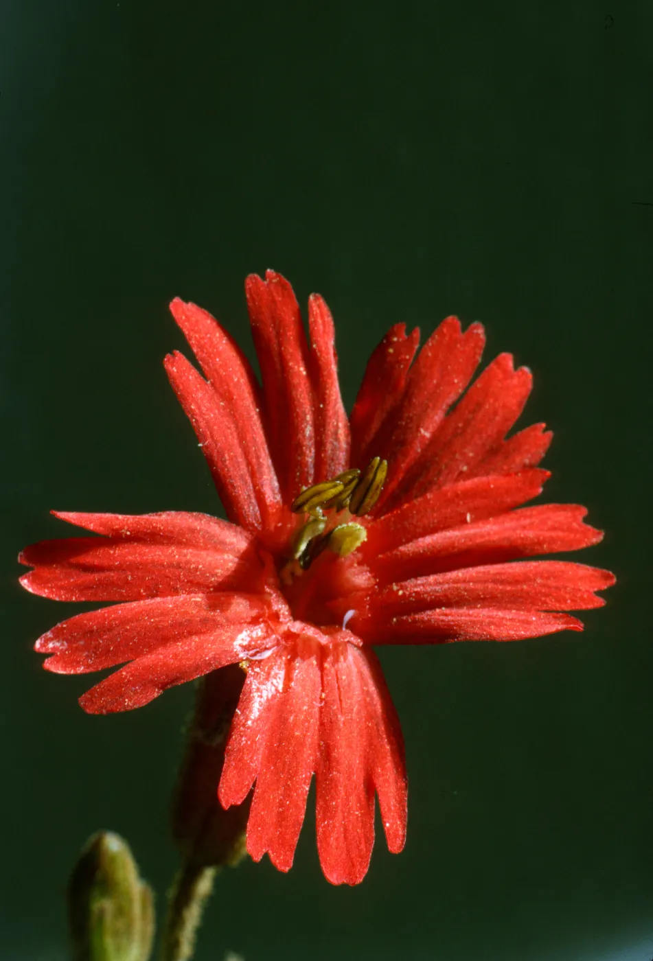 Silene laciniata ssp. major