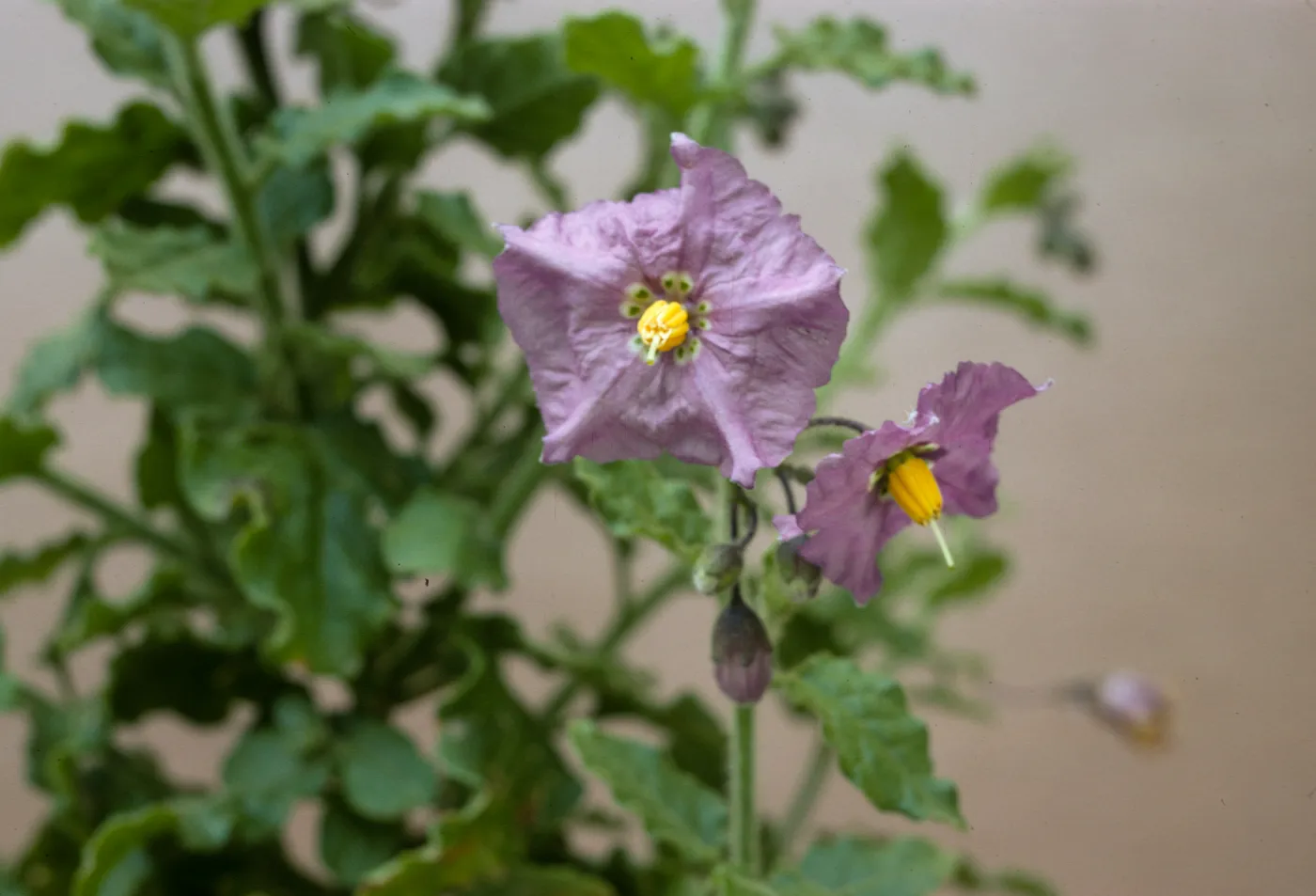 Solanum xanti var. intermedium