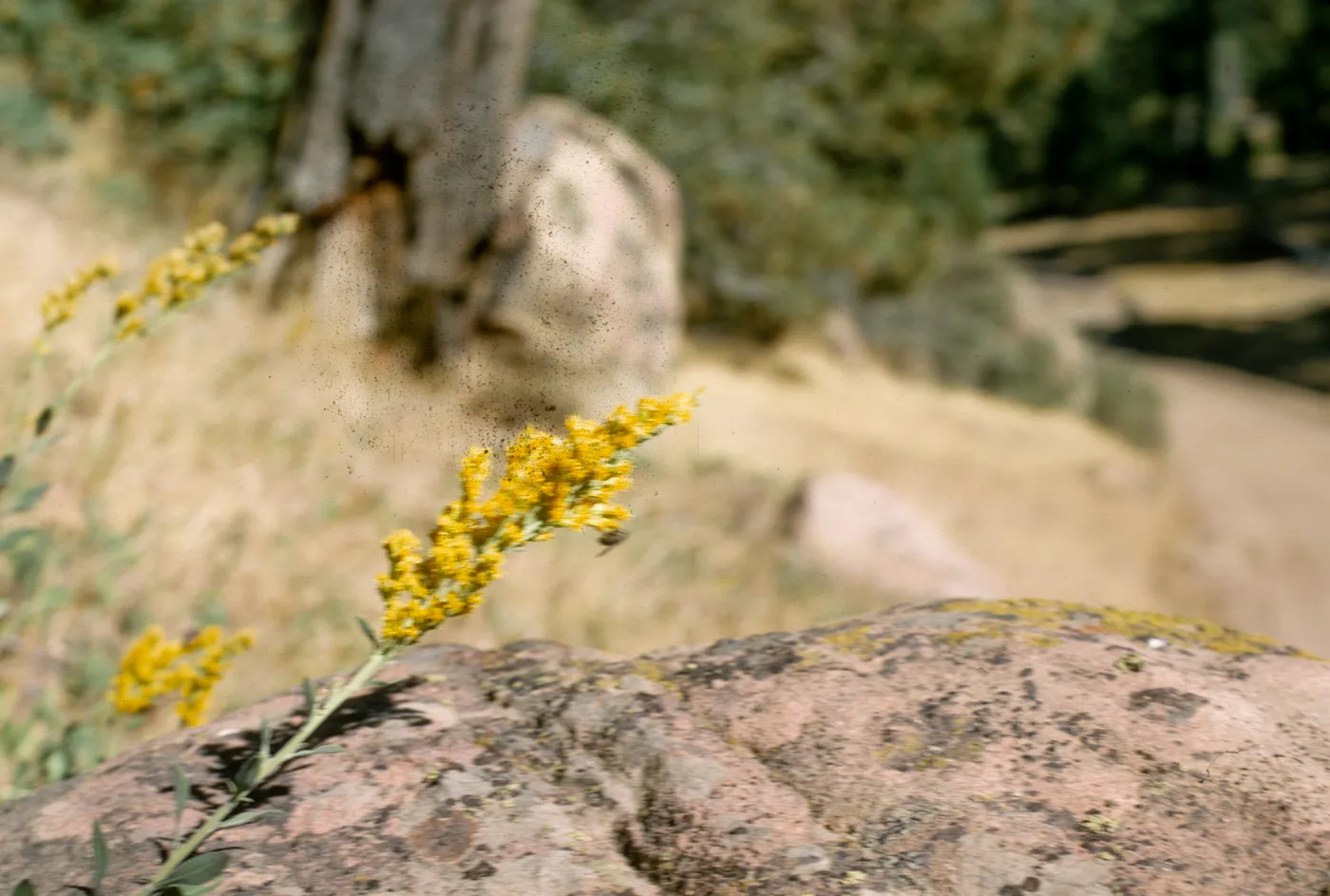 Solidago californica