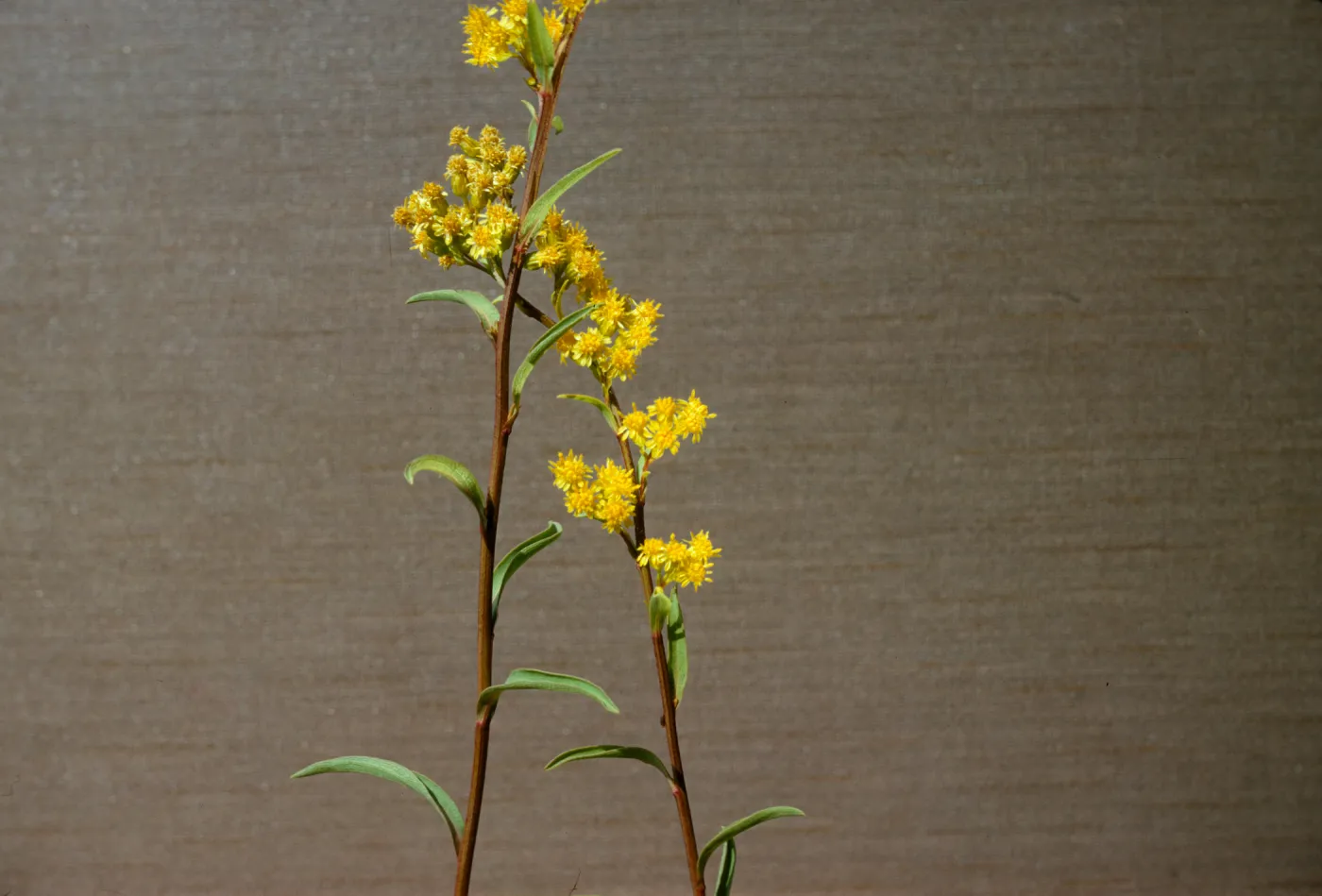 Solidago confinis