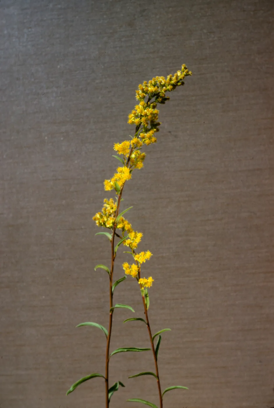 Solidago confinis