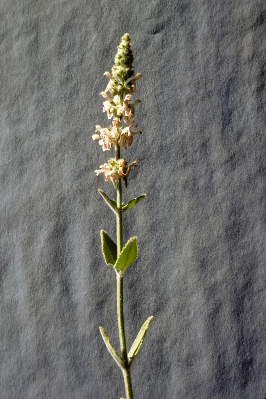 Stachys albens