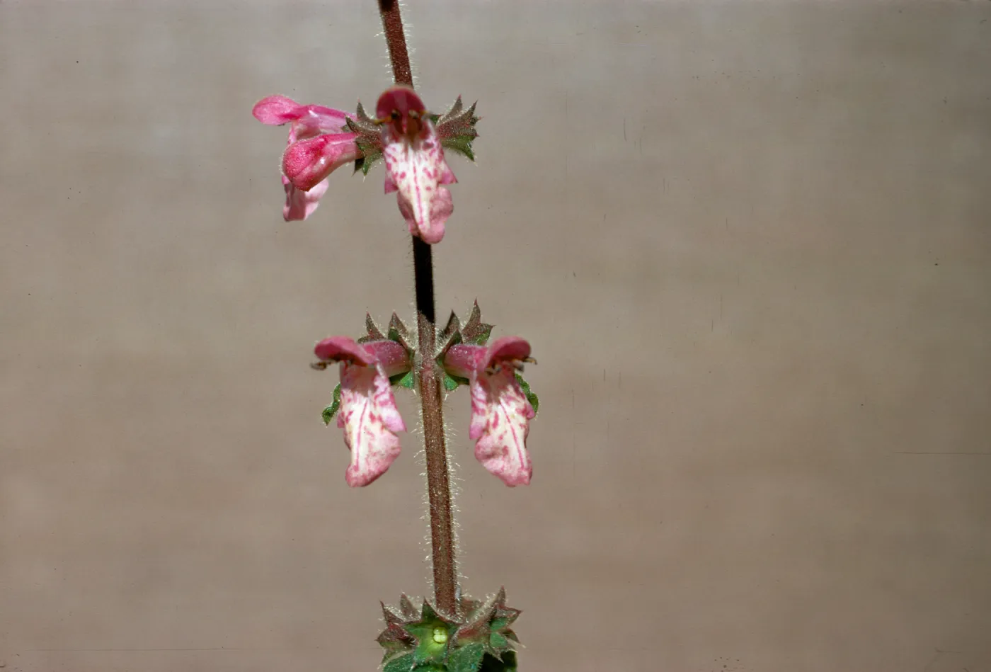 Stachys bullata