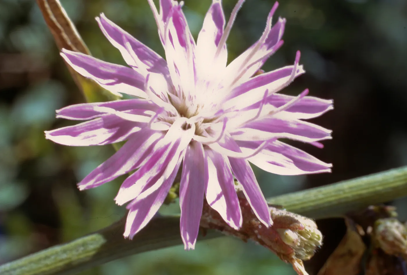 Stephanomeria cichoriacea