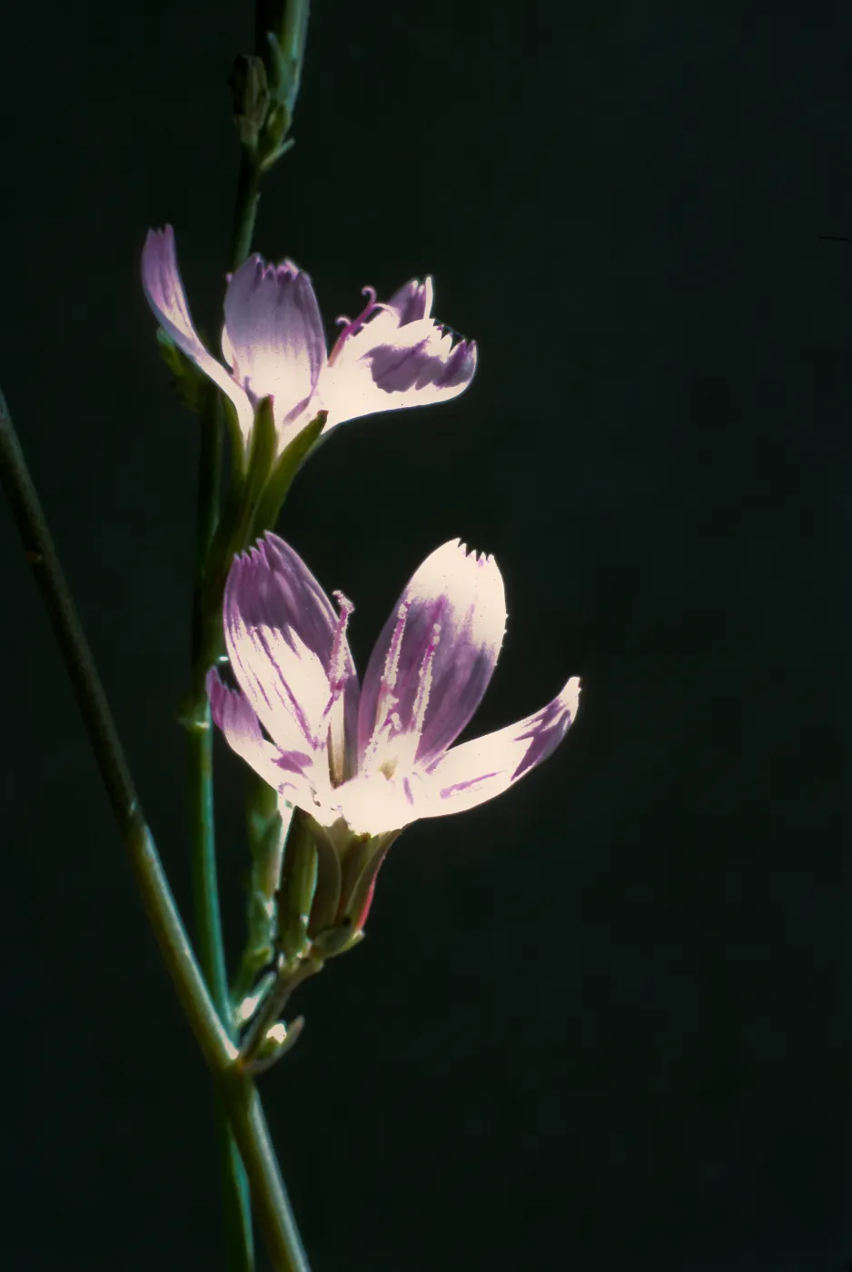 Stephanomeria virgata