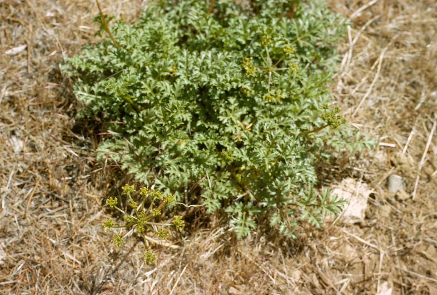 Tauschia parishii