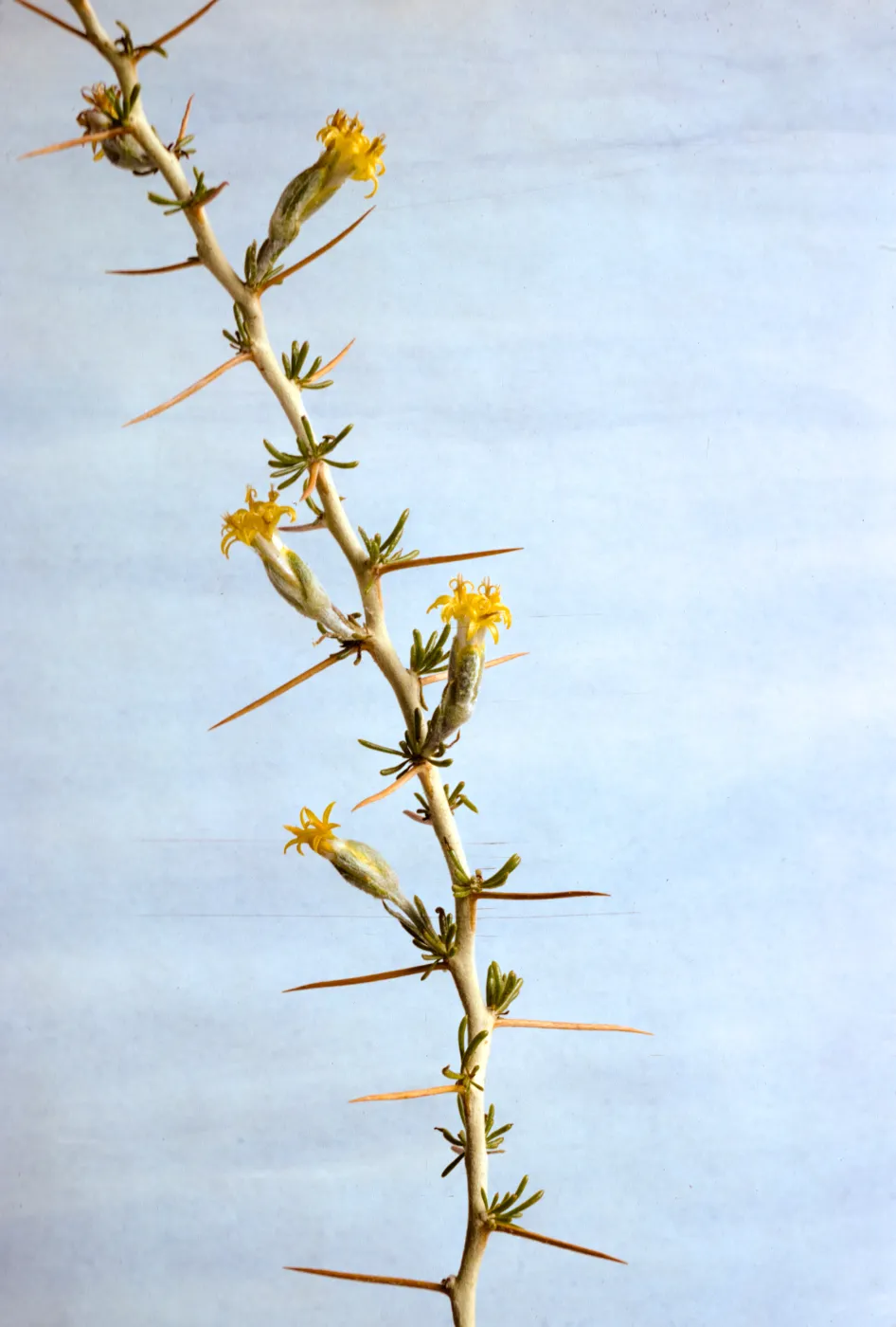 Tetradymia axillaris