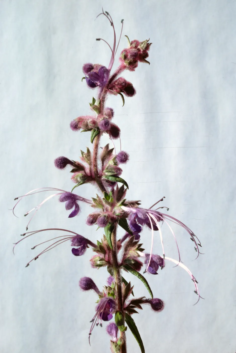 Trichostema lanatum