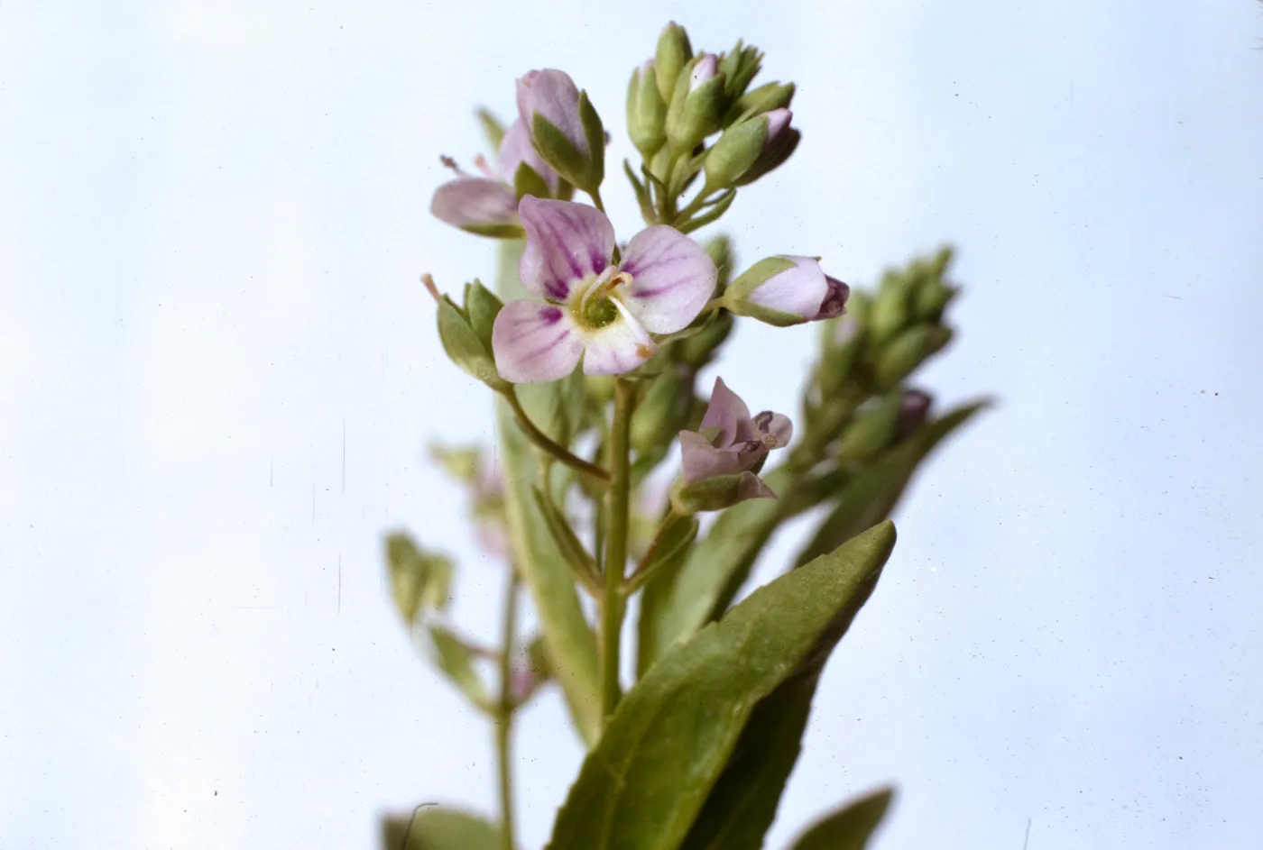 Veronica anagallis-aquatica