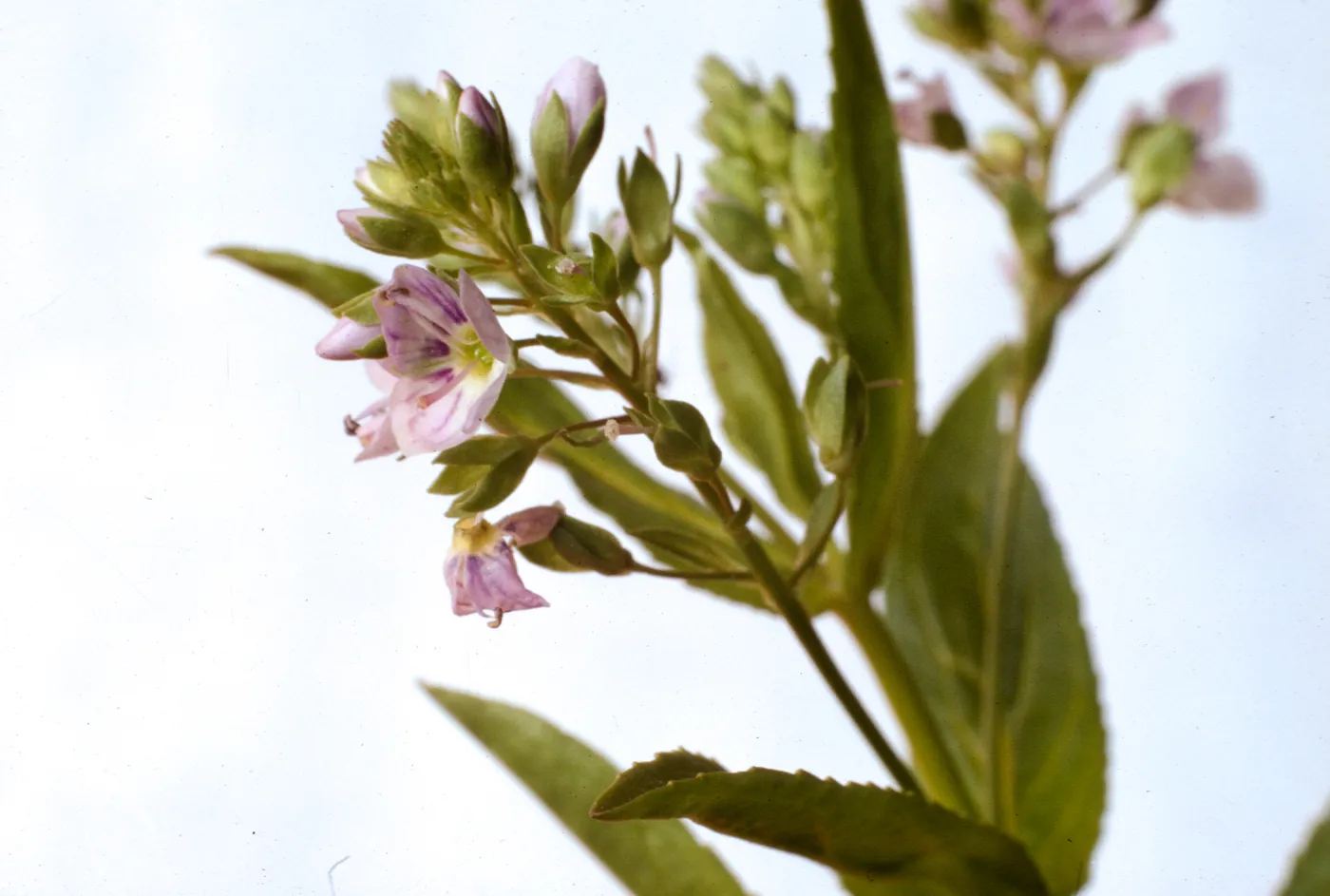 Veronica anagallis-aquatica