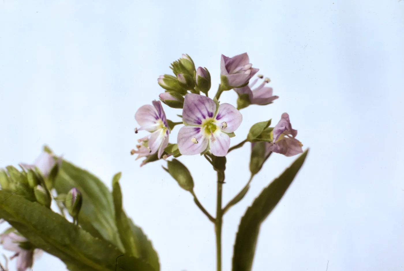 Veronica anagallis-aquatica