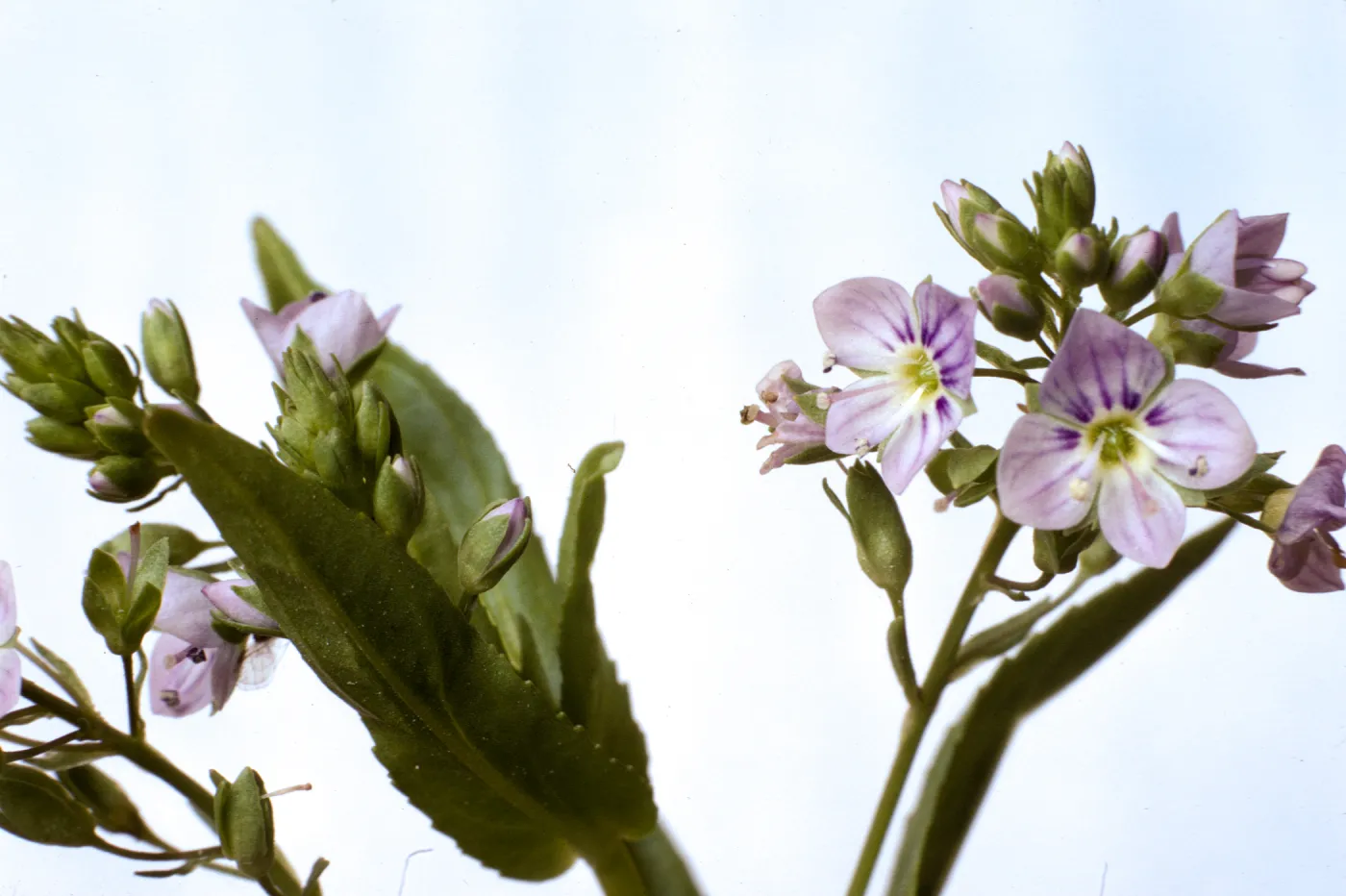 Veronica anagallis-aquatica