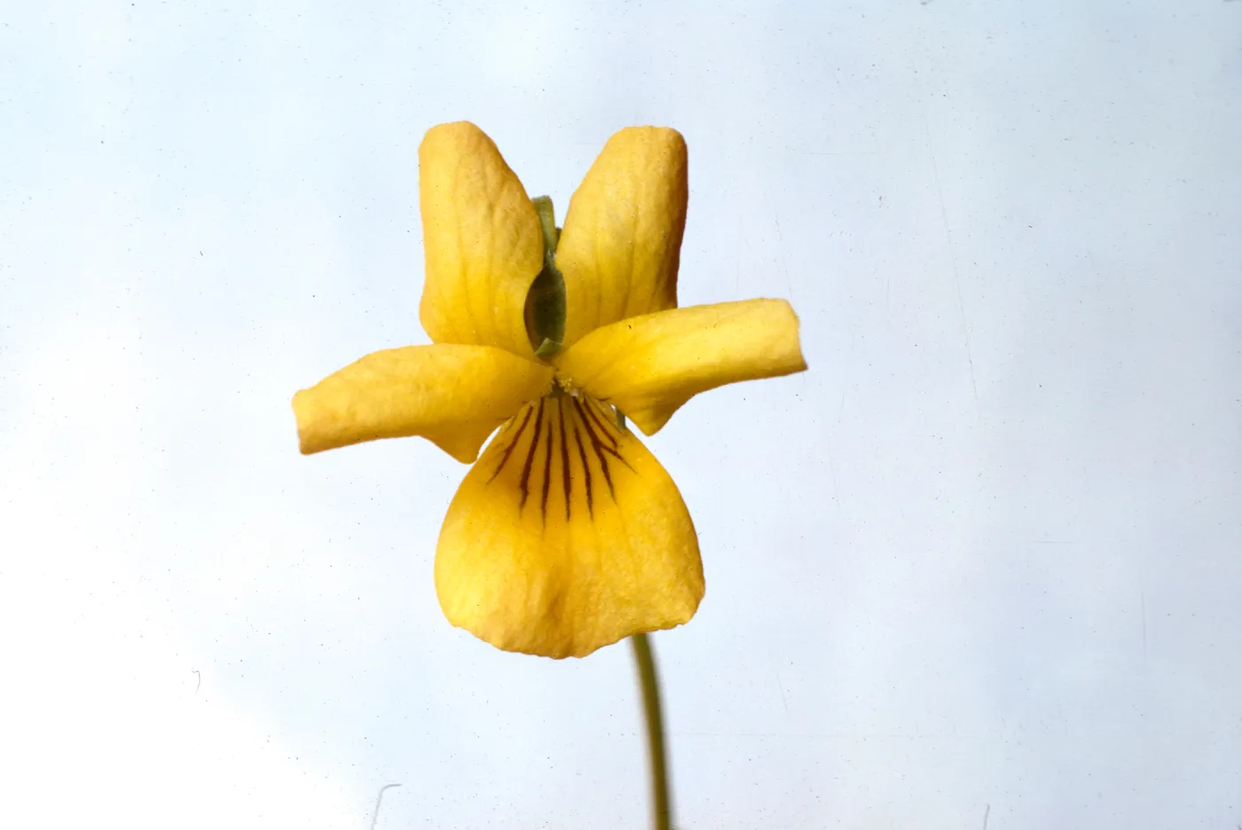 Viola