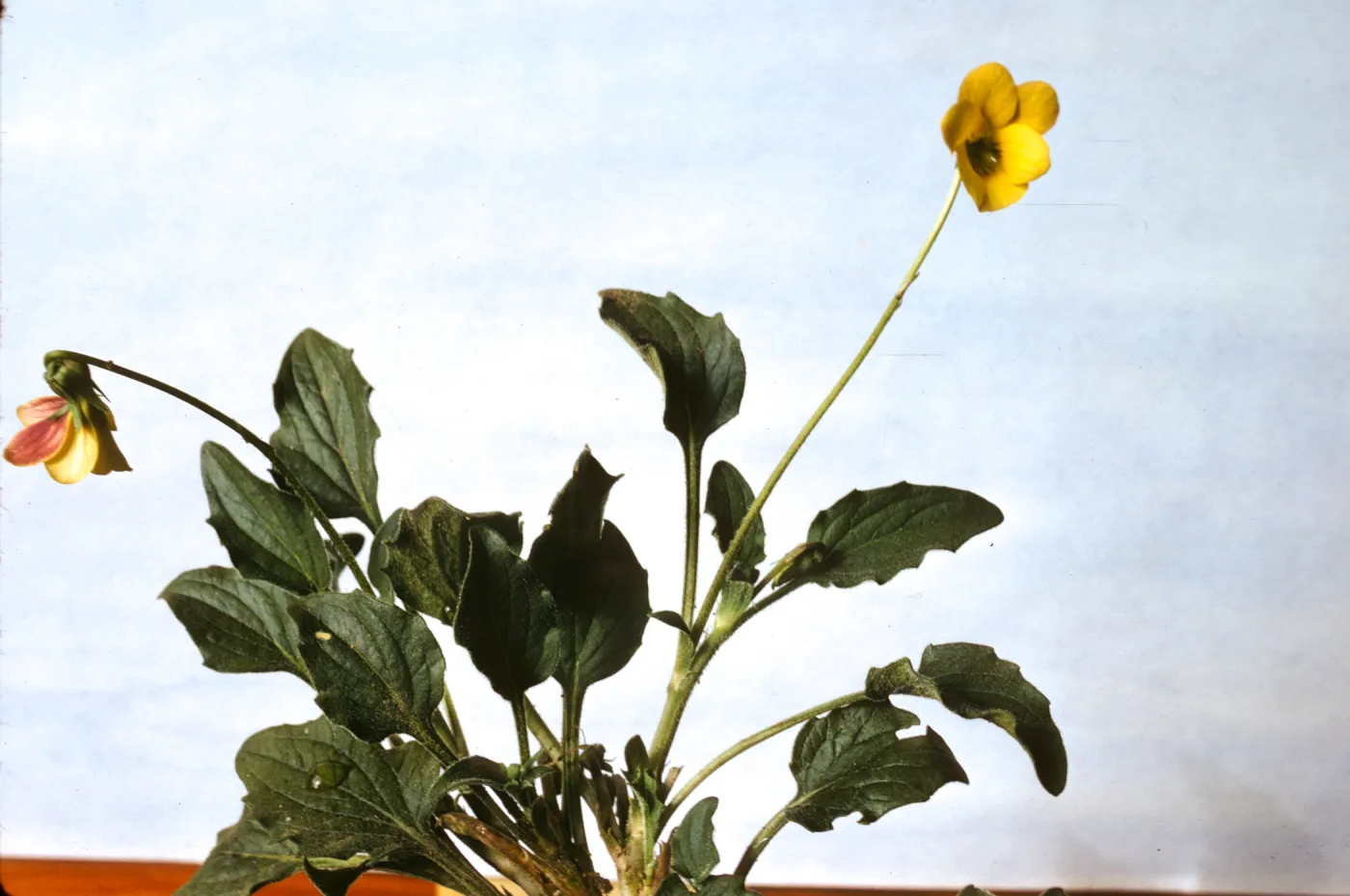 Viola quercetorum
