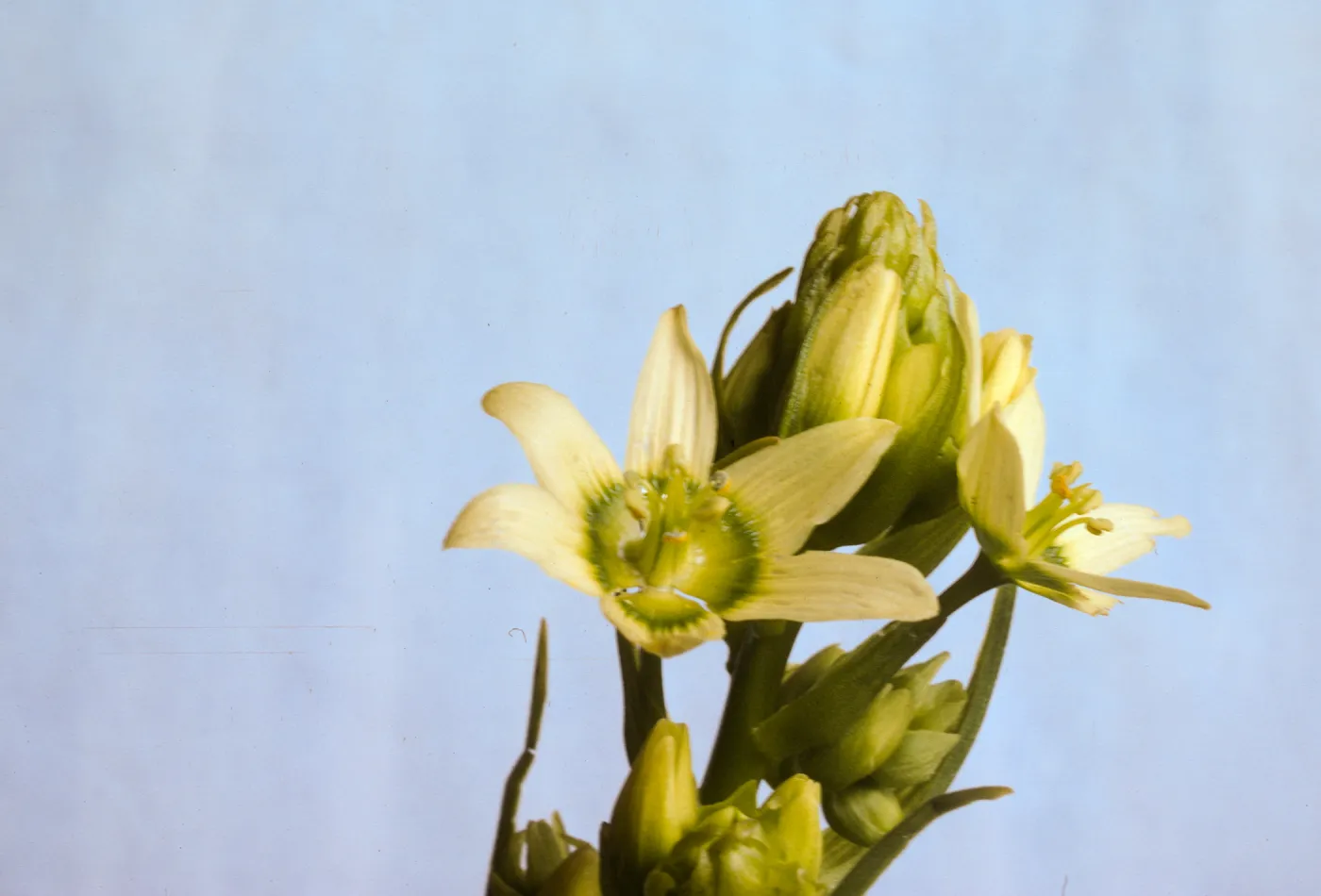 Zigadenus fremontii (Subspecies Unknown)