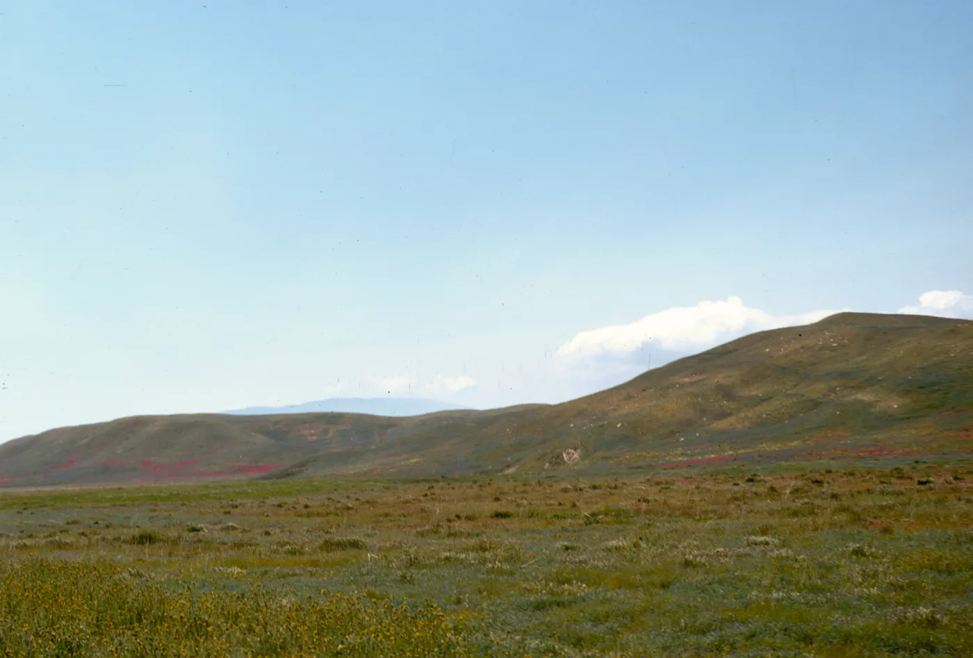 Antelope Valley Spring Wildflowers