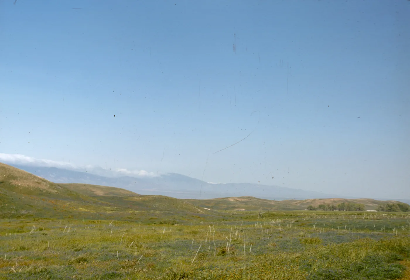 Antelope Valley Spring Wildflower Display