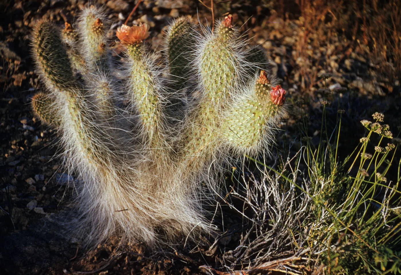 Grisley Bear Cactus in Kingston Mountains, Opuntia erinacea var. ursina