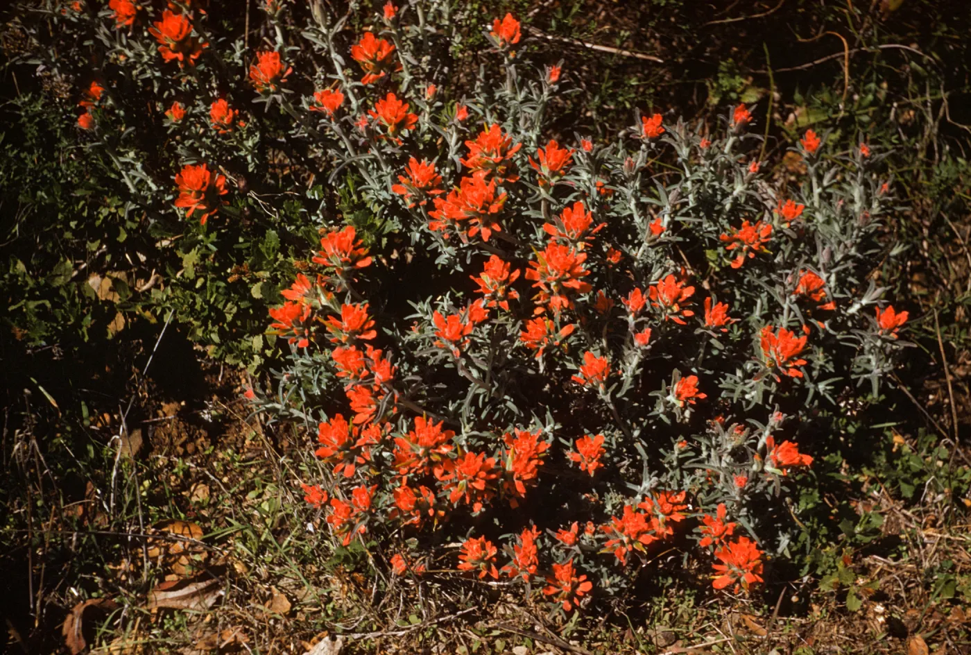 Castilleja foliolosa, Refugio Pass