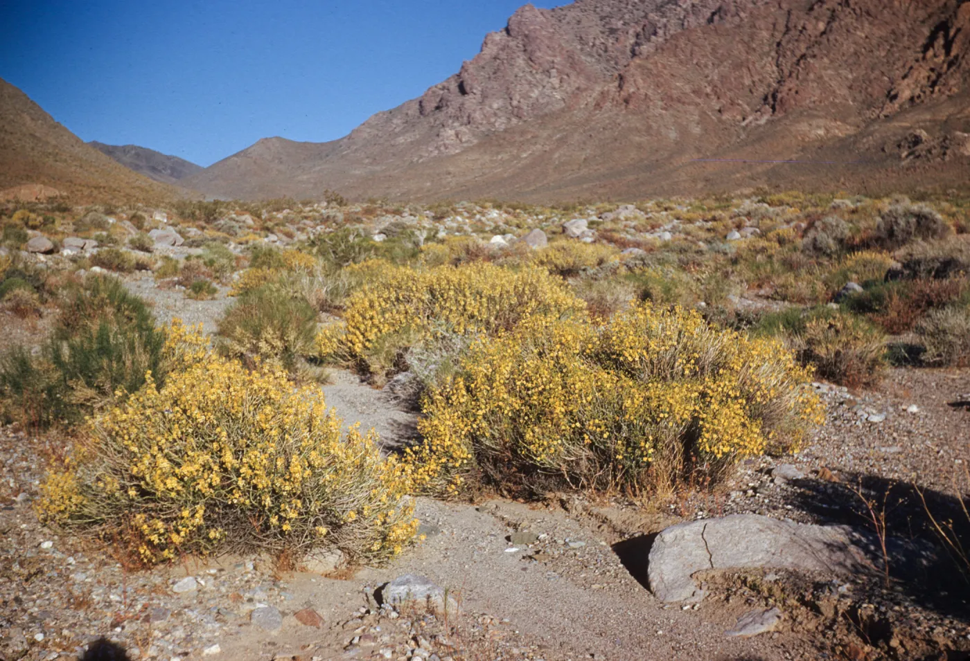 Cassia armata, Kingston Mountains