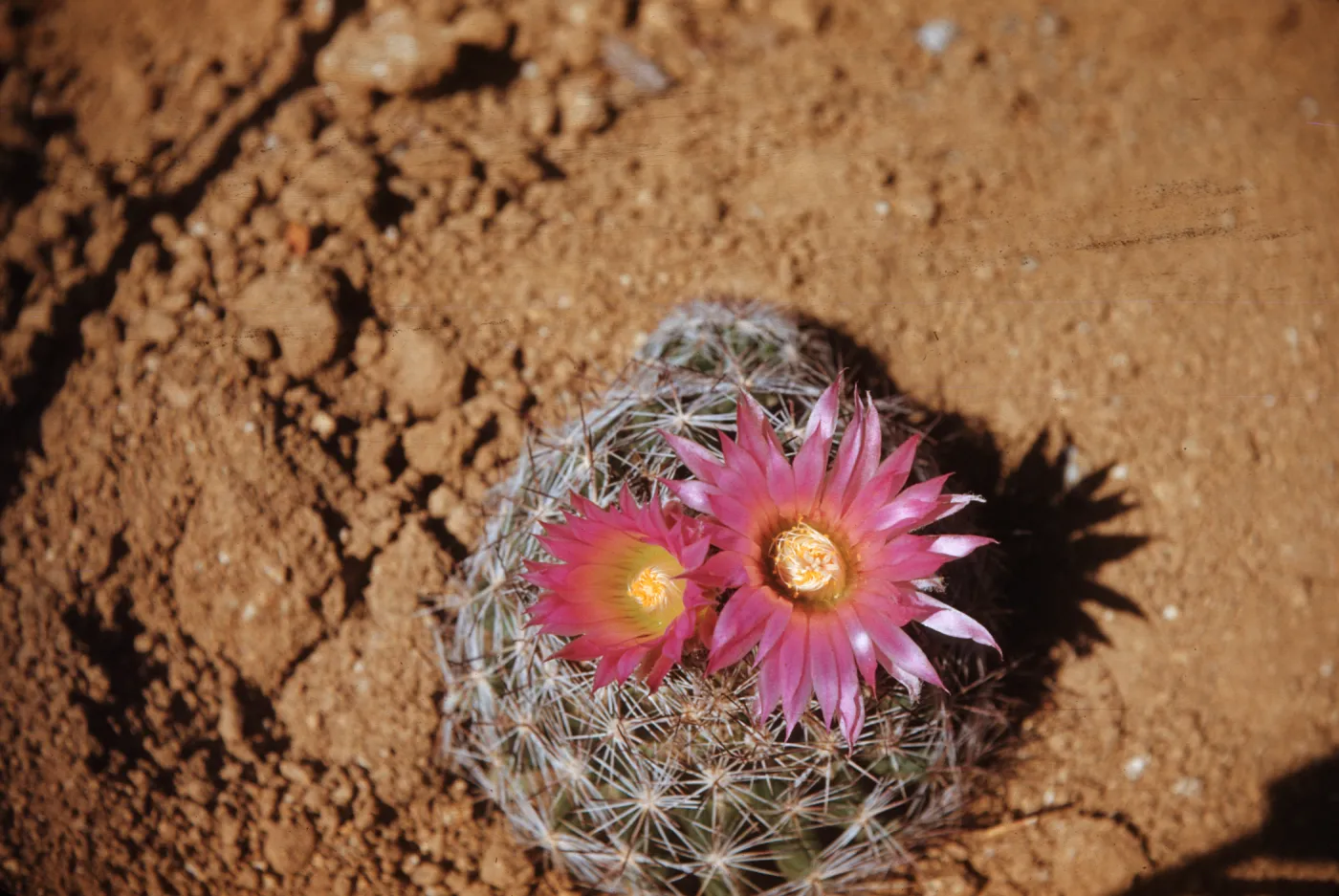 Coryphantha vivipara var. arizonica