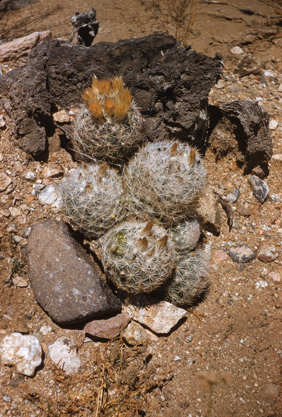Coryphantha vivipara var. desert