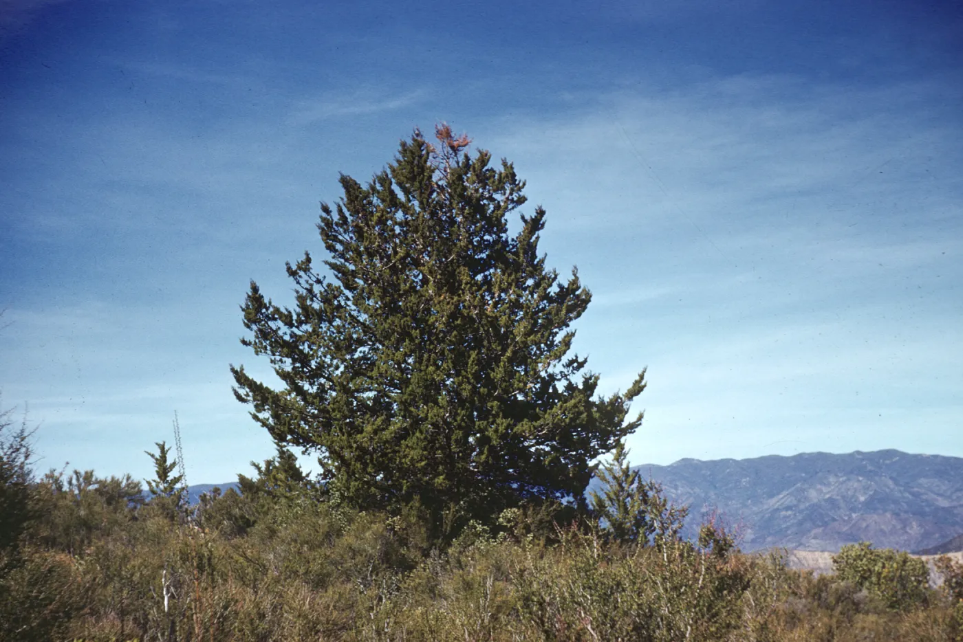 Cupressus sargentii, Zaca Peak
