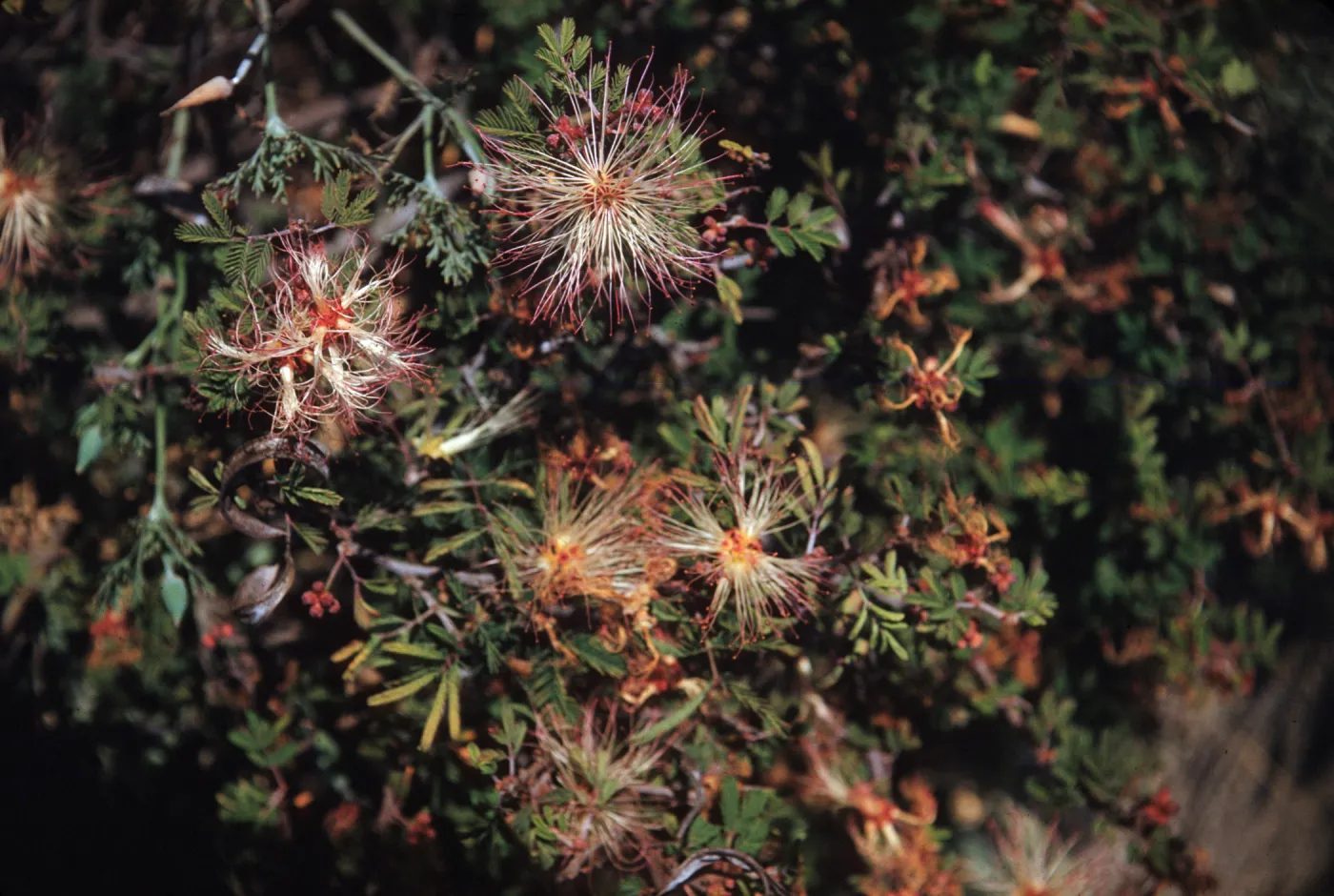 Fairy Duster, Calliandra eriophylla