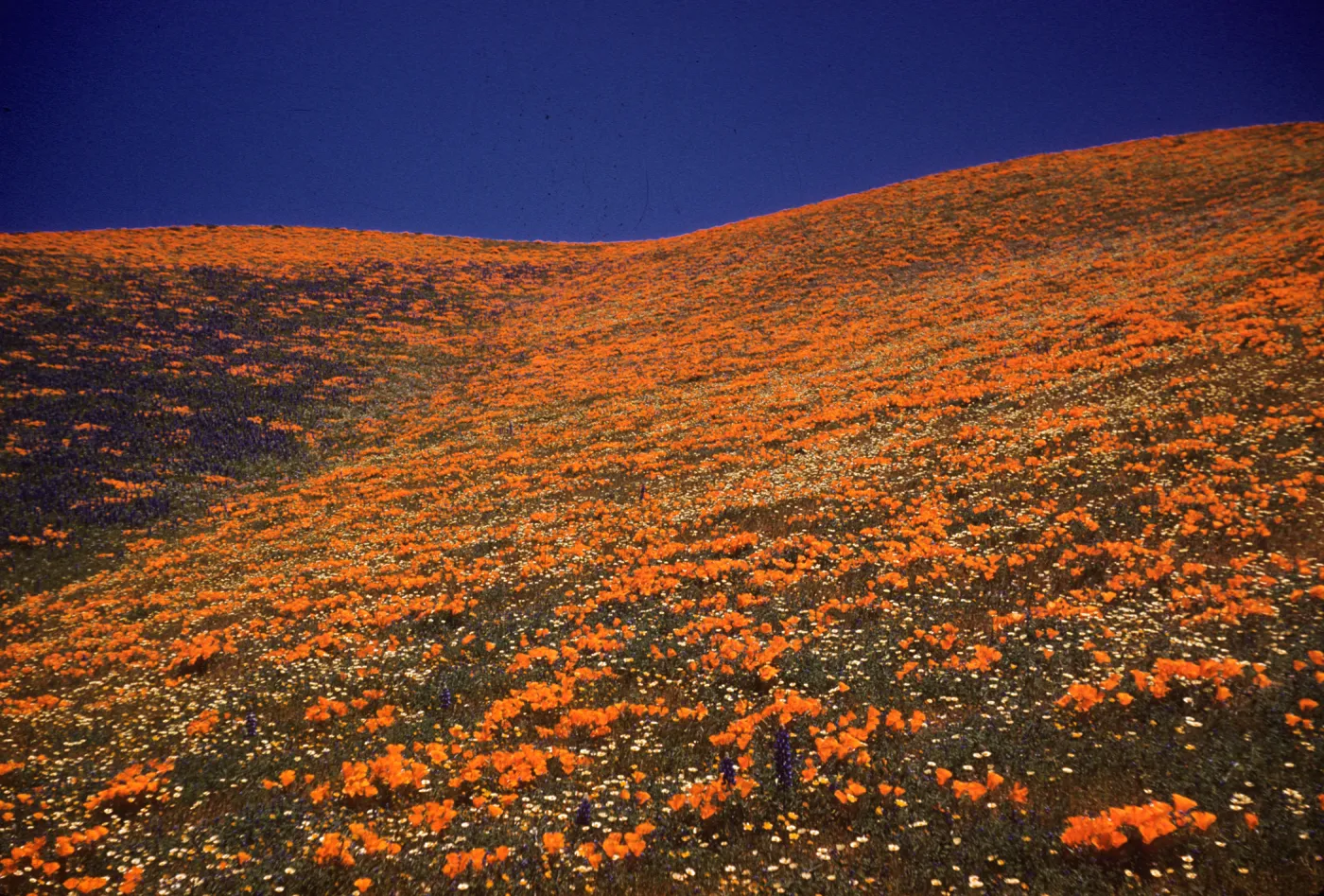 Lupine & Poppies, Gorman Hills